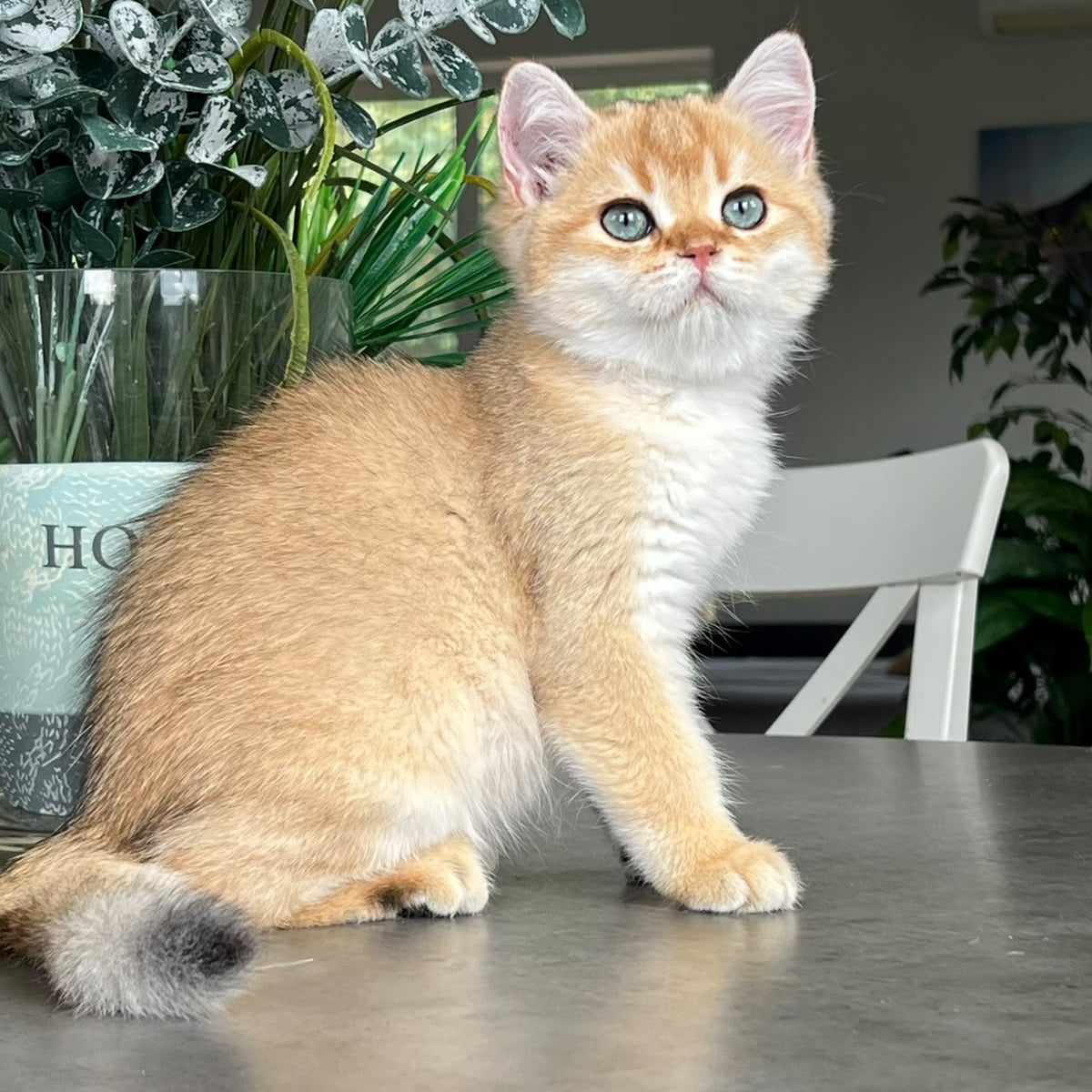 Zephyr British Longhair male, black golden shaded