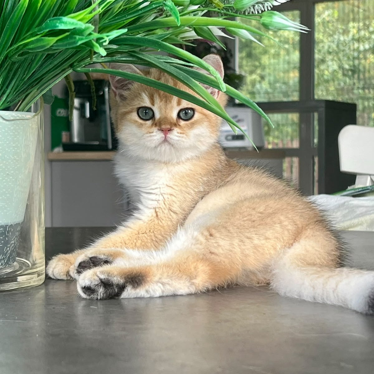 Zephyr British Longhair male, black golden shaded
