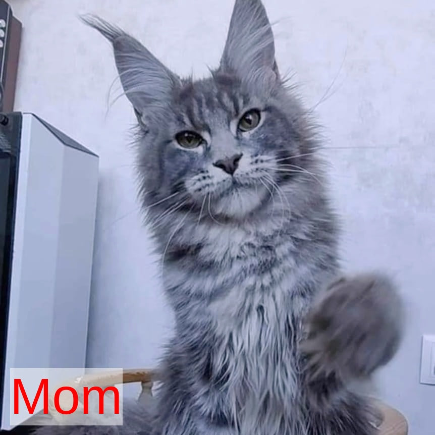 Perfect Sun Maine Coon male, black silver