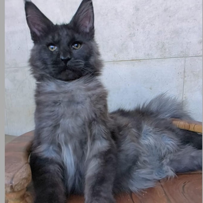 Perfect Sun Maine Coon male, black silver