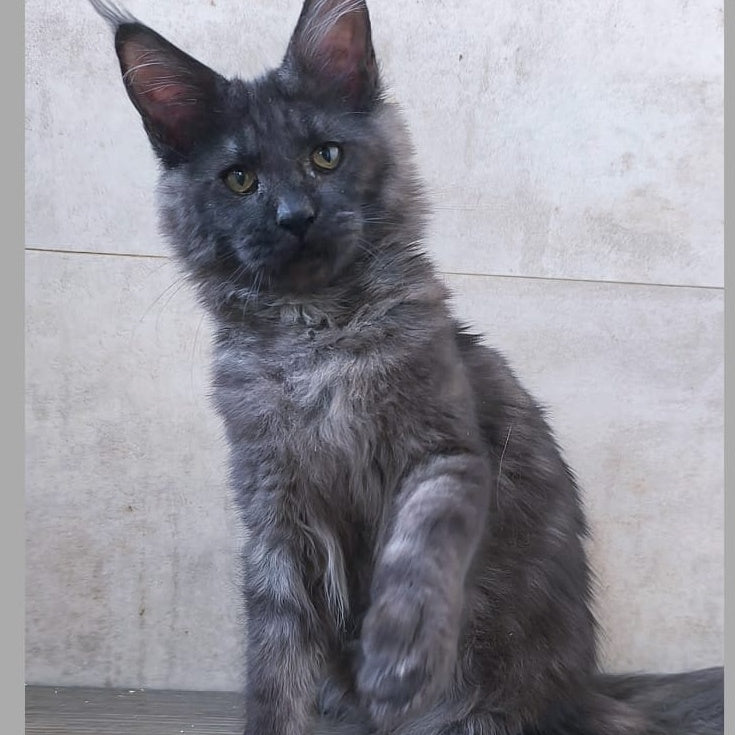 Perfect Sun Maine Coon male, black silver
