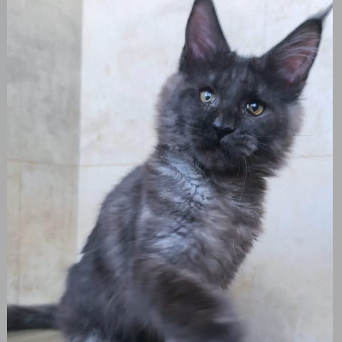 Perfect Sun Maine Coon male, black silver
