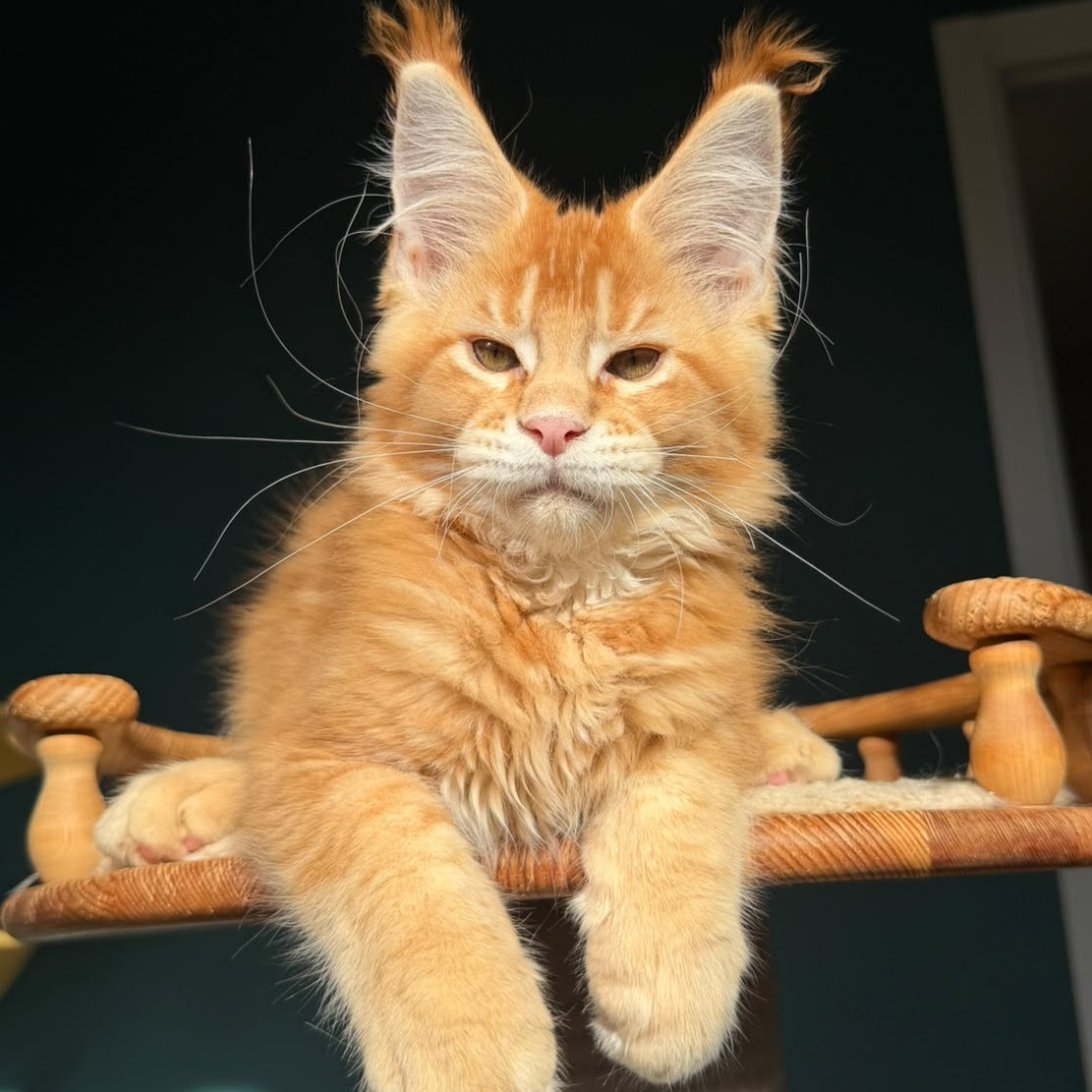 Xanter Maine Coon male, red ticked tabby