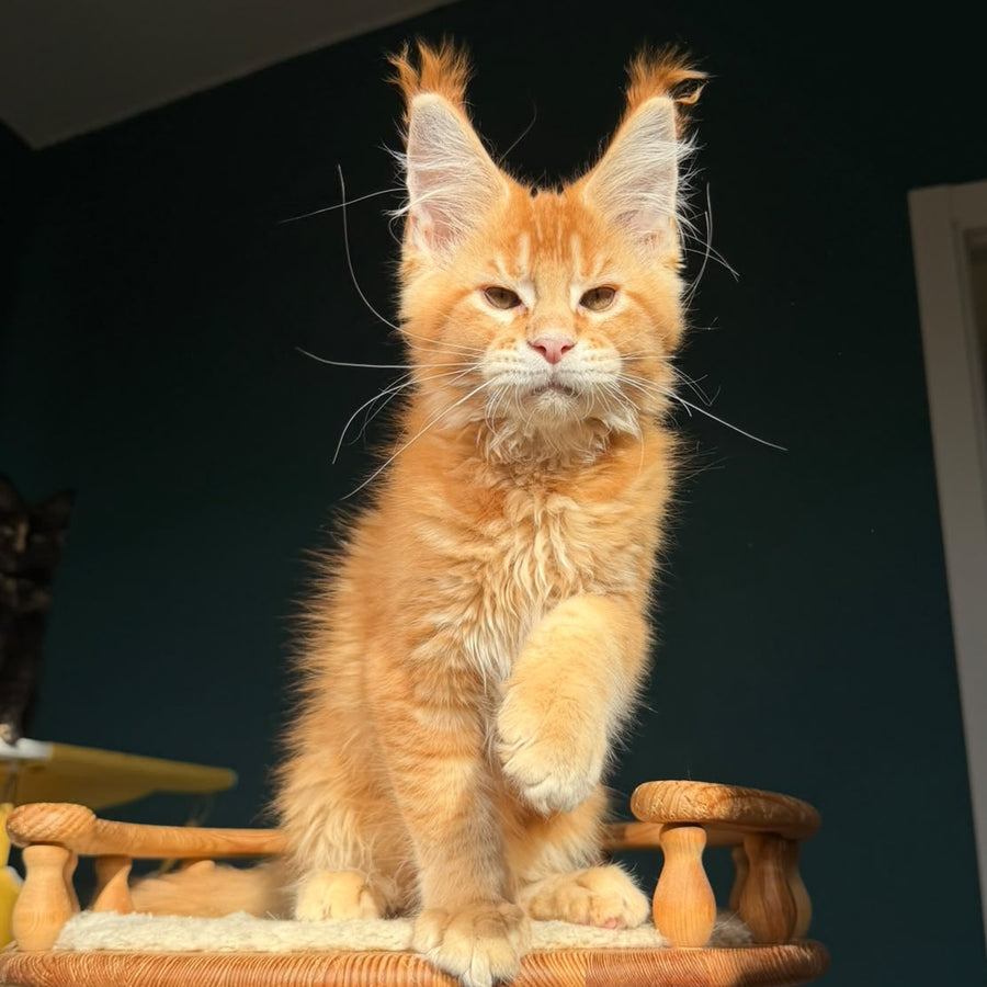 Xanter Maine Coon male, red ticked tabby