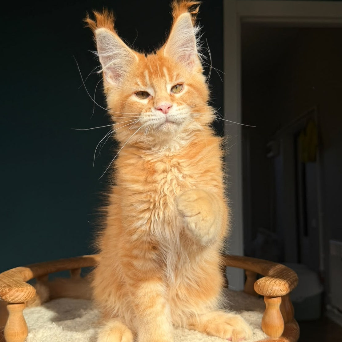 Xanter Maine Coon male, red ticked tabby