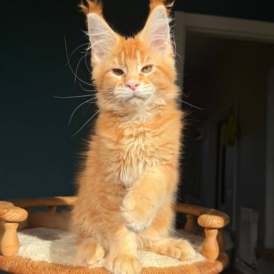 Xanter Maine Coon male, red ticked tabby