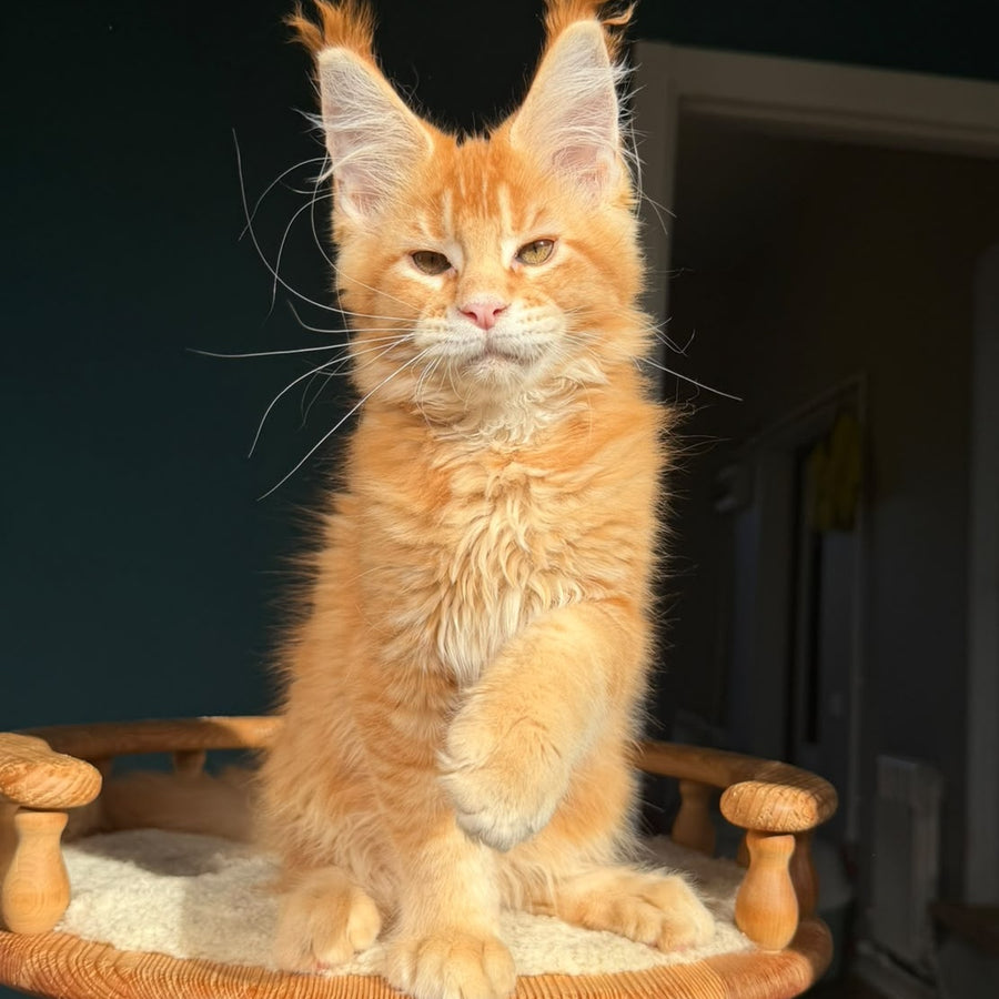 Xanter Maine Coon male, red ticked tabby