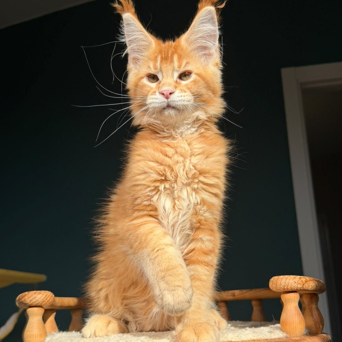 Xanter Maine Coon male, red ticked tabby