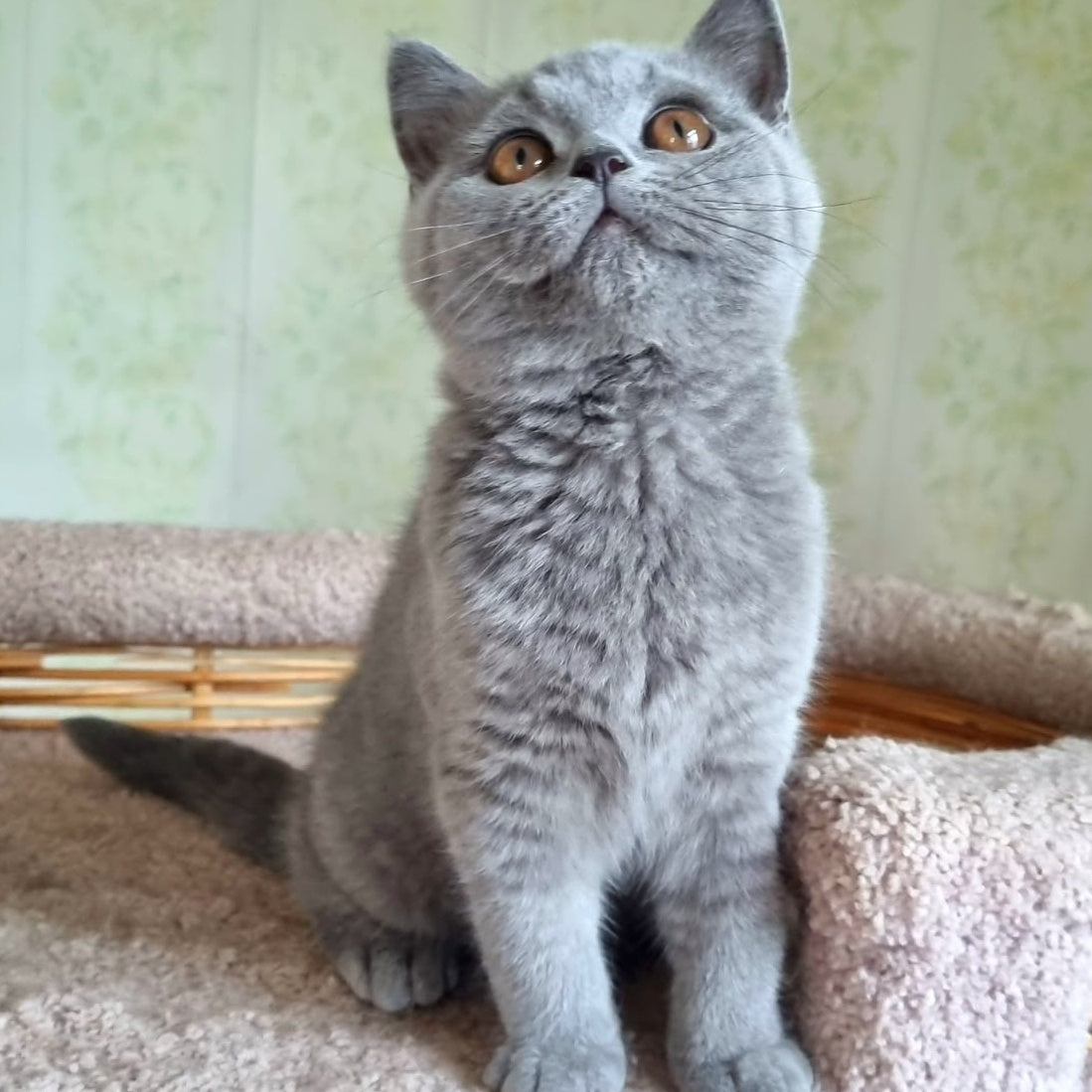 Tori British Shorthair female, blue
