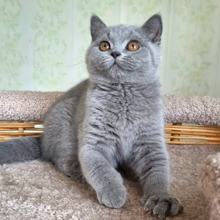 Tori British Shorthair female, blue