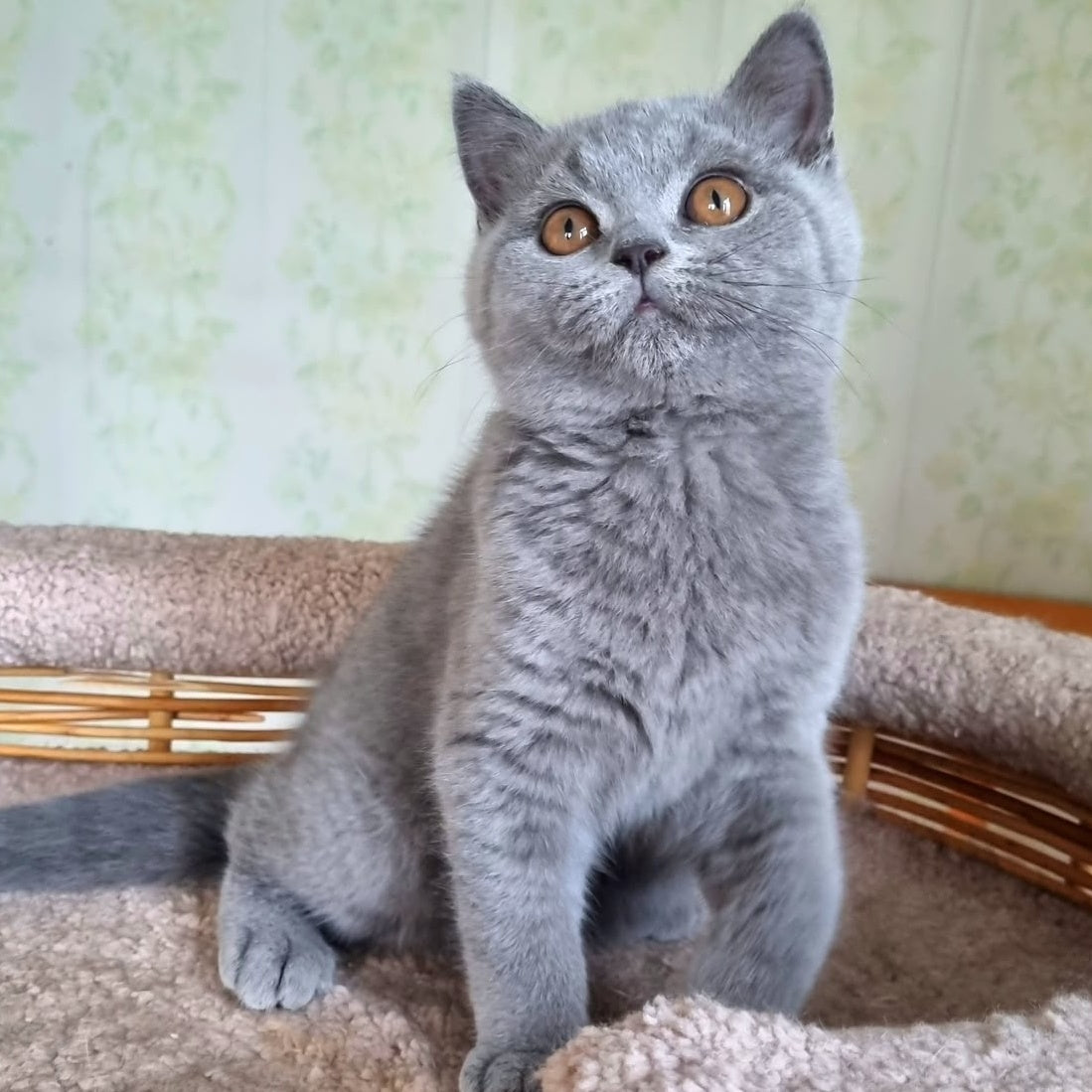 Tori British Shorthair female, blue