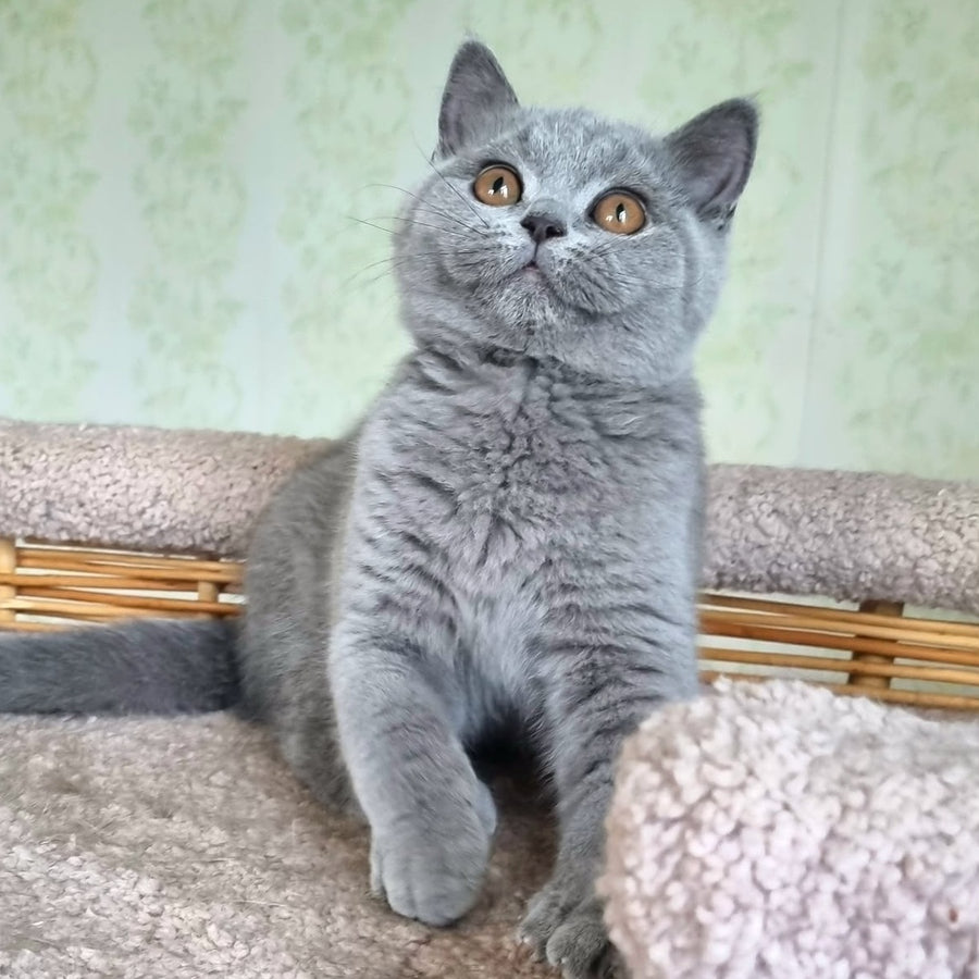 Tori British Shorthair female, blue