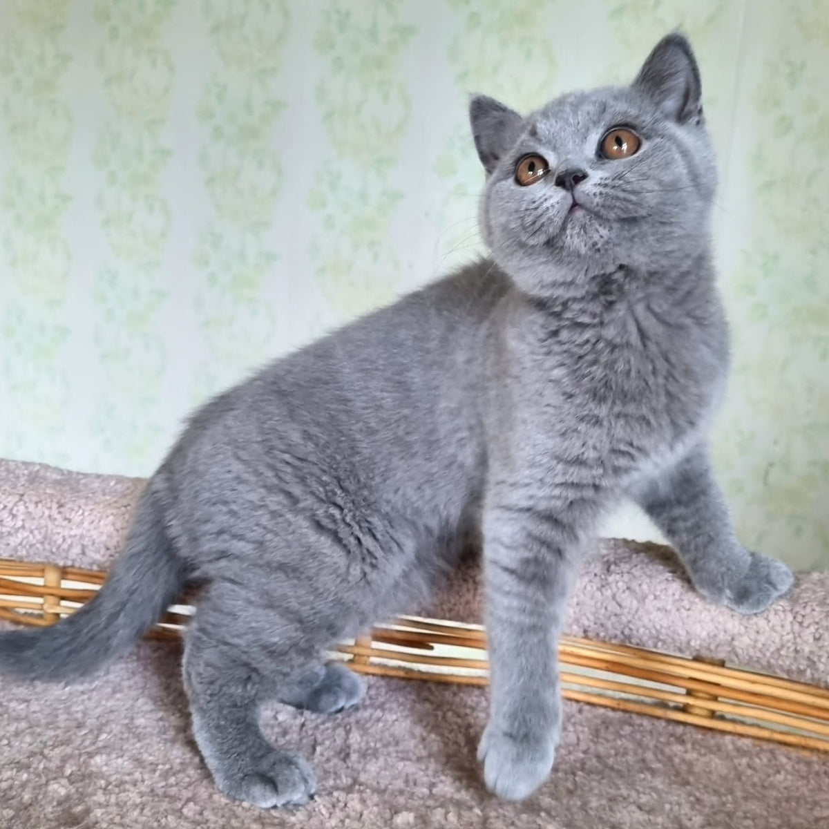 Tori British Shorthair female, blue