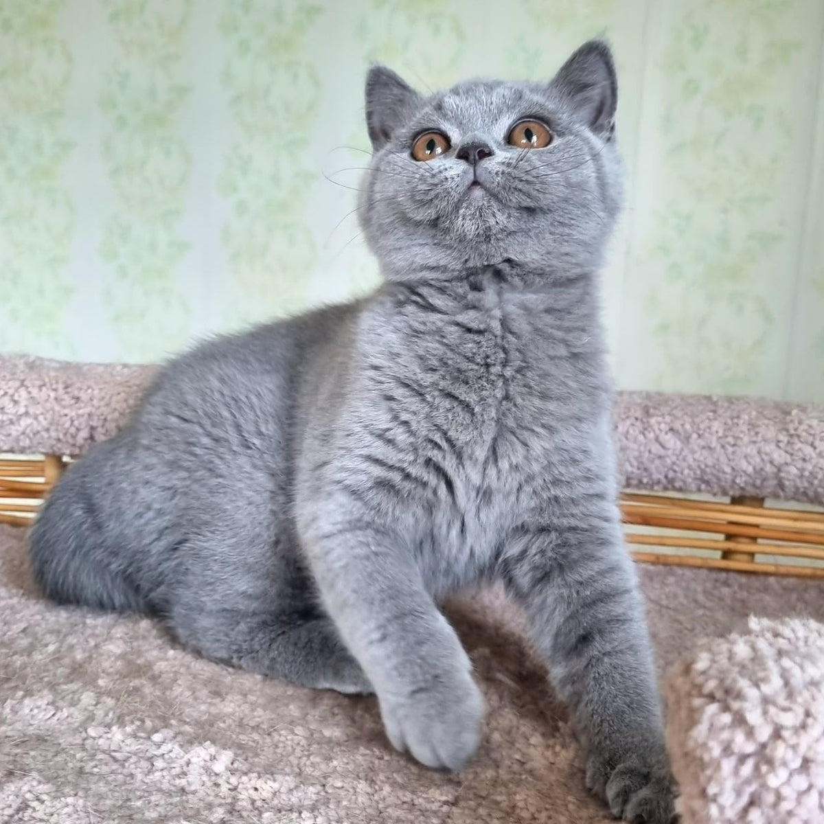 Tori British Shorthair female, blue