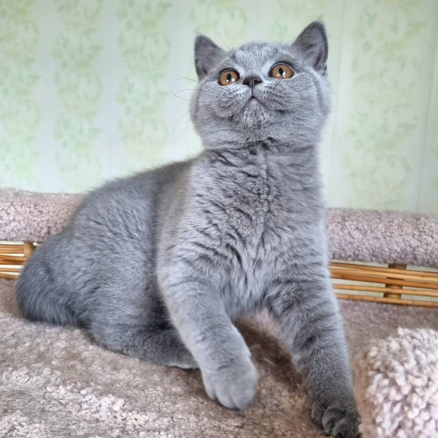 Tori British Shorthair female, blue
