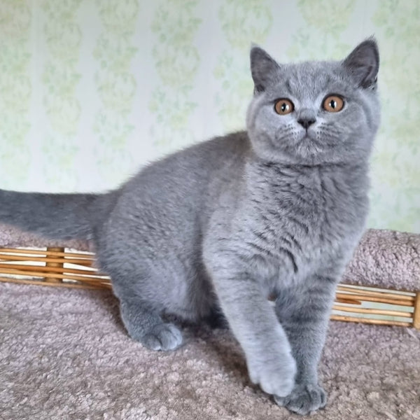 Tori British Shorthair female, blue
