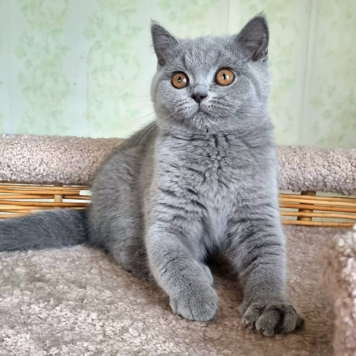 Tori British Shorthair female, blue