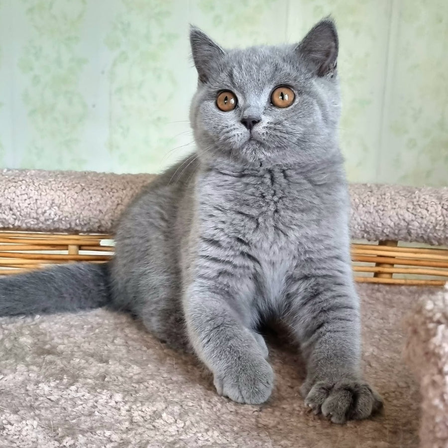 Tori British Shorthair female, blue