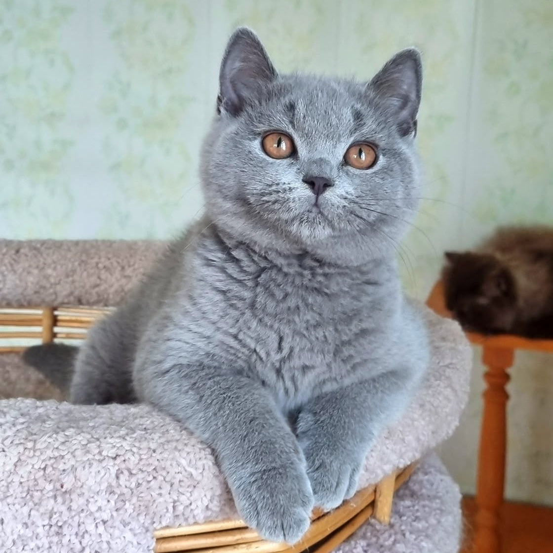 Tifani British Shorthair female, blue