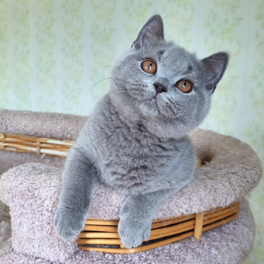 Tifani British Shorthair female, blue