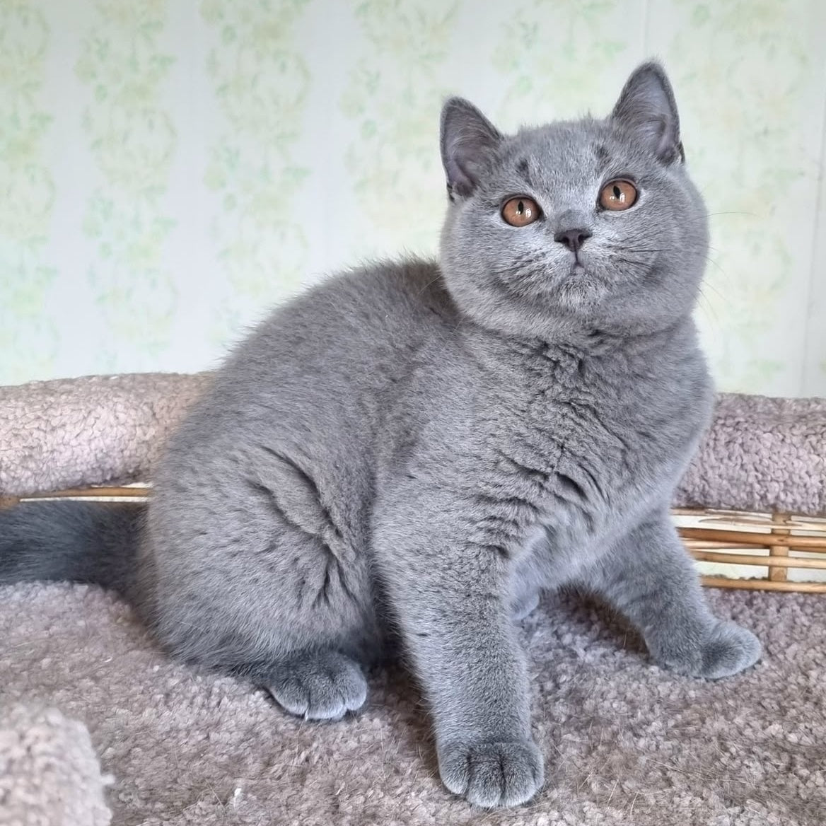 Tifani British Shorthair female, blue