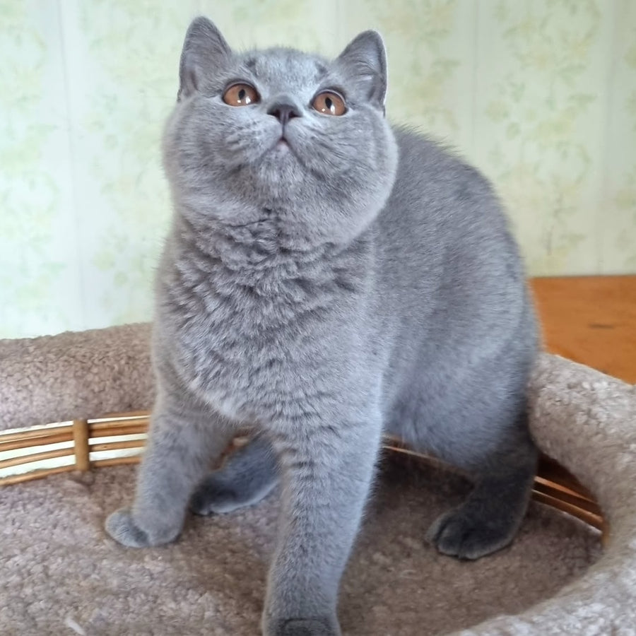 Tifani British Shorthair female, blue