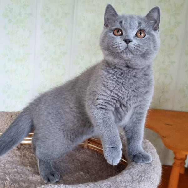 Tifani British Shorthair female, blue