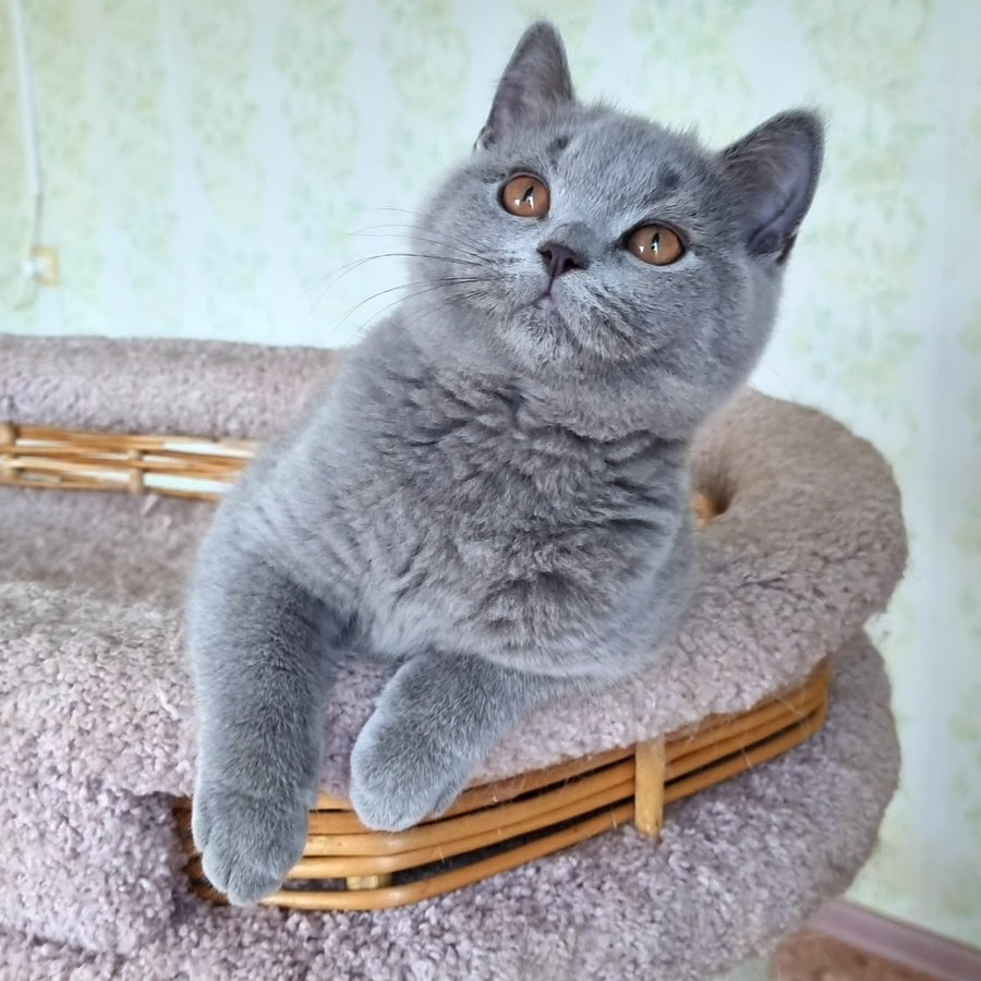 Tifani British Shorthair female, blue