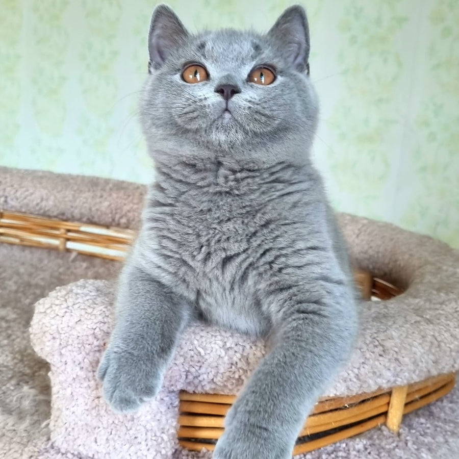 Tifani British Shorthair female, blue