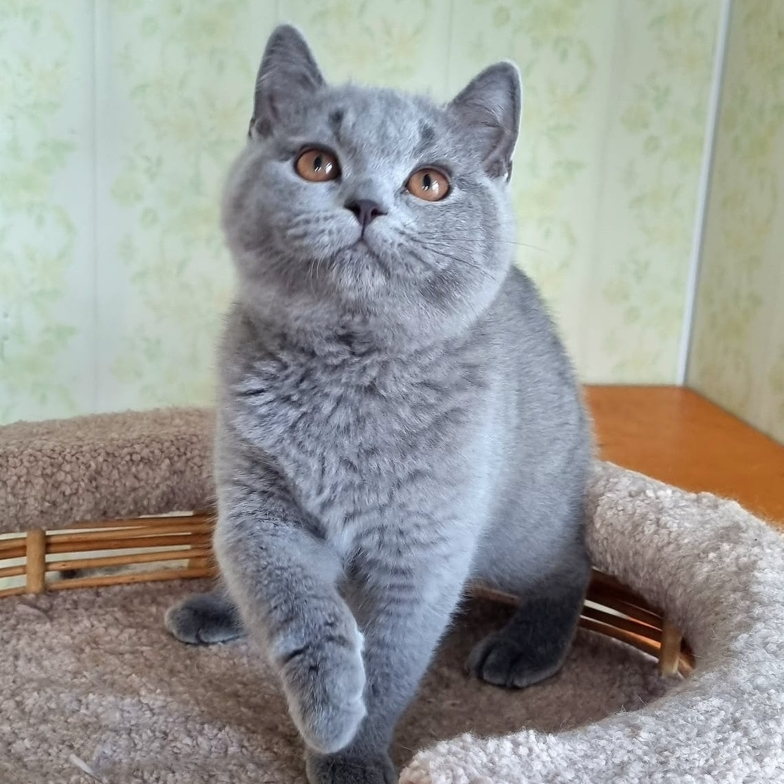 Tifani British Shorthair female, blue