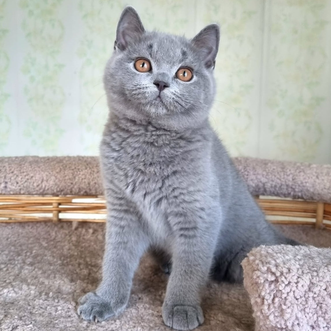 Tifani British Shorthair female, blue