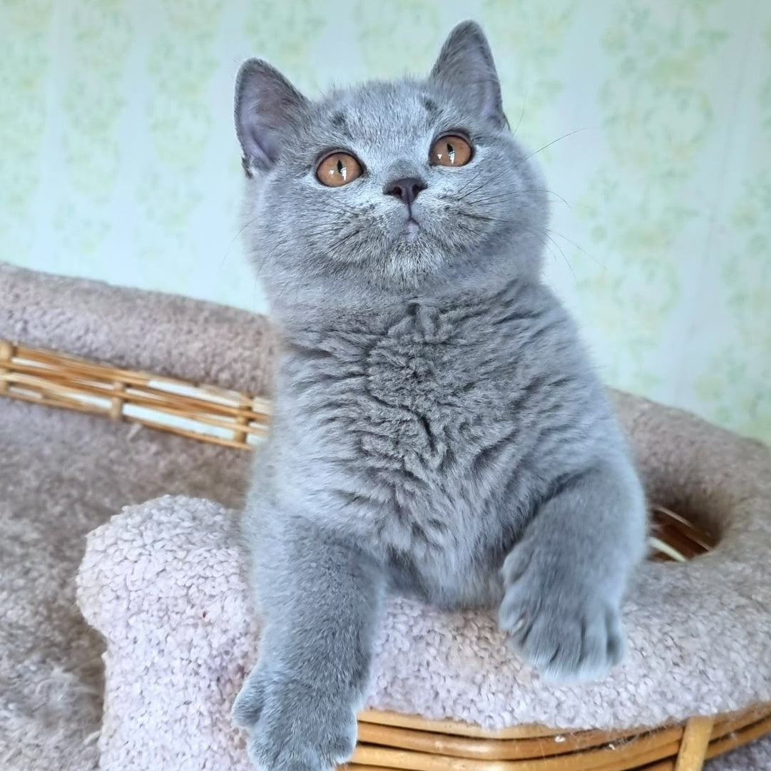 Tifani British Shorthair female, blue