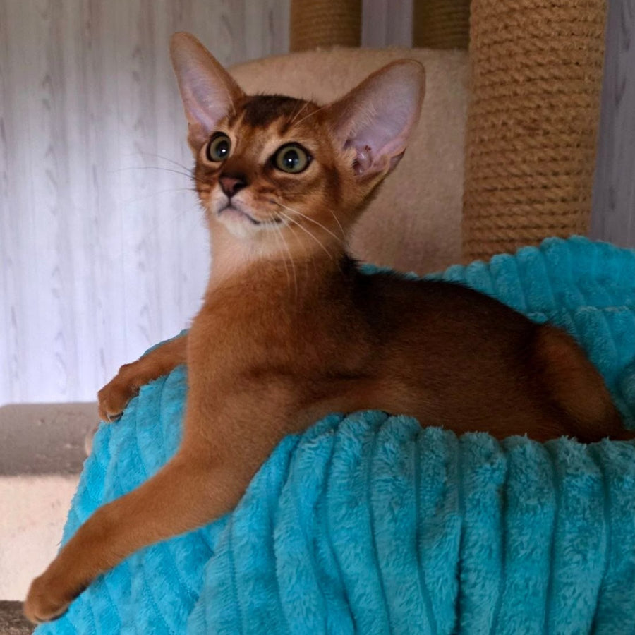 Zeus Abyssinian male, ruddy