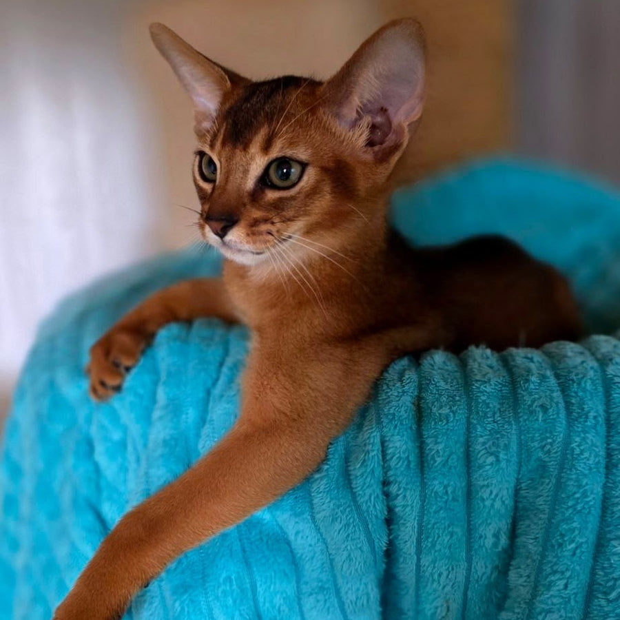 Zeus Abyssinian male, ruddy