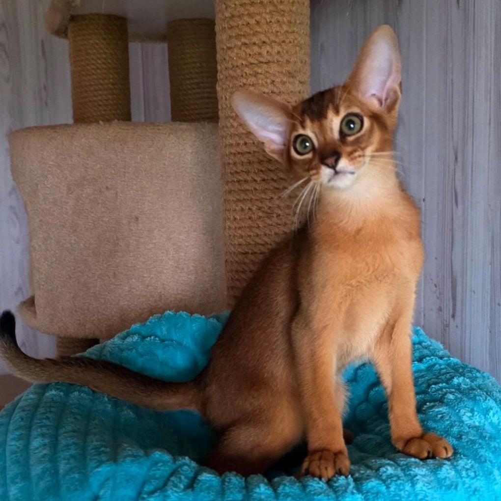 Zeus Abyssinian male, ruddy