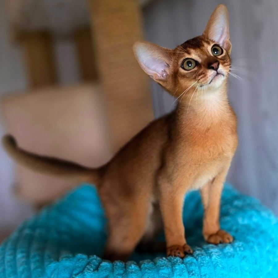 Zeus Abyssinian male, ruddy