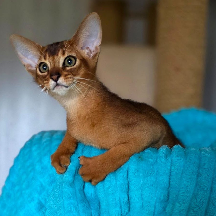 Zeus Abyssinian male, ruddy