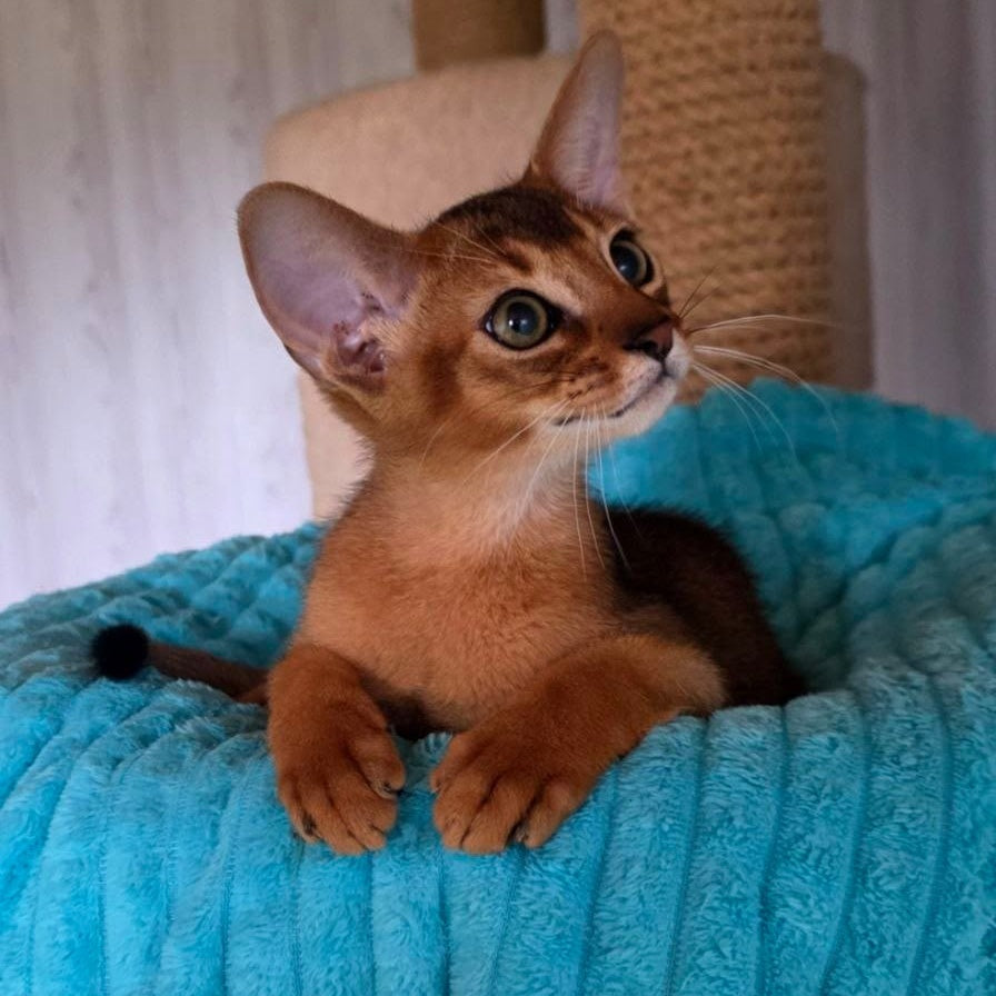 Zeus Abyssinian male, ruddy
