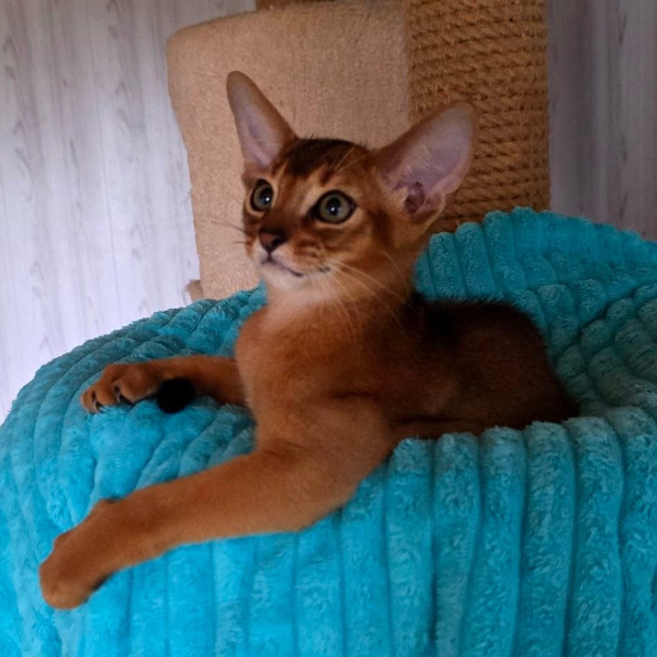 Zeus Abyssinian male, ruddy