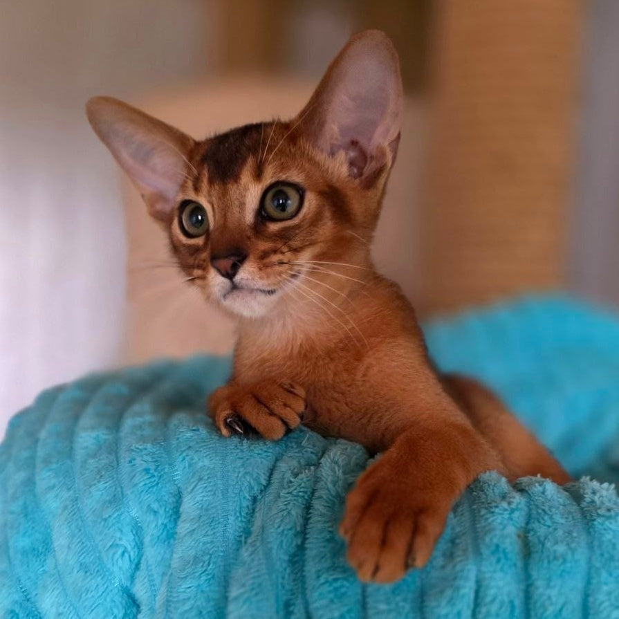 Zeus Abyssinian male, ruddy