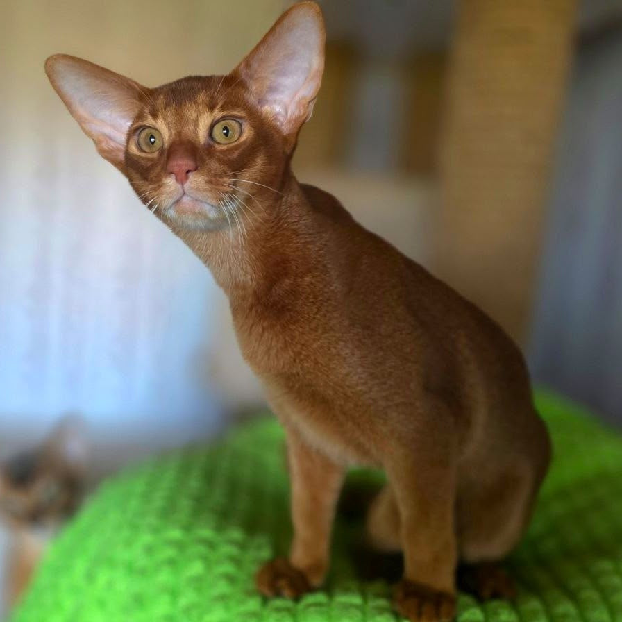 Alex Abyssinian male, sorrel