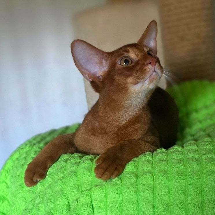 Alex Abyssinian male, sorrel