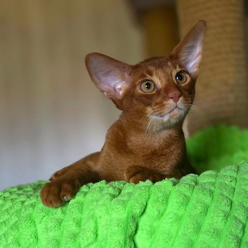 Alex Abyssinian male, sorrel