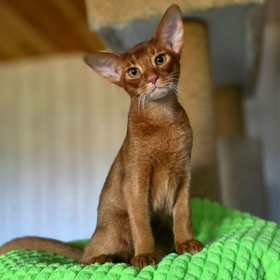 Alex Abyssinian male, sorrel