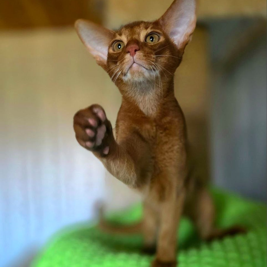 Alex Abyssinian male, sorrel