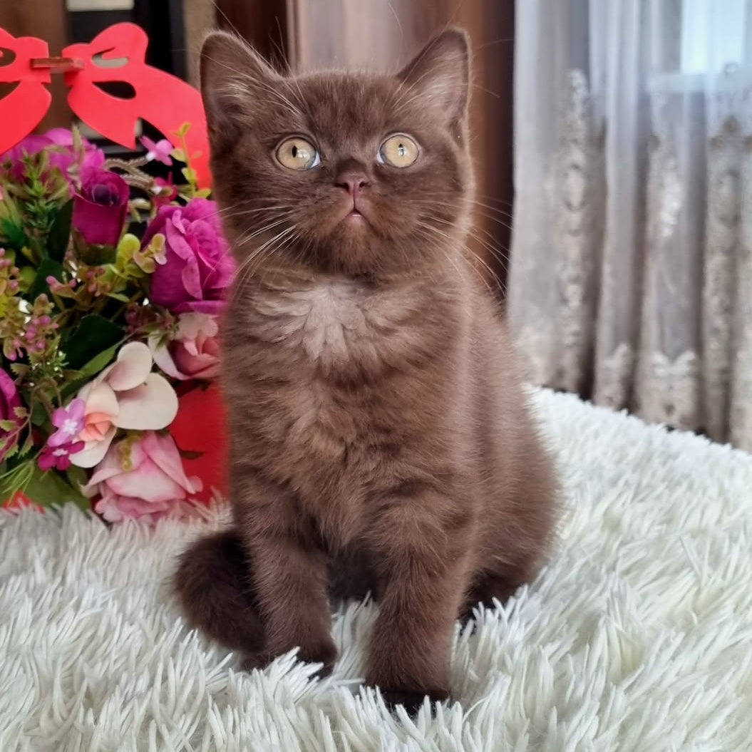 Rami British Shorthair male, chocolate