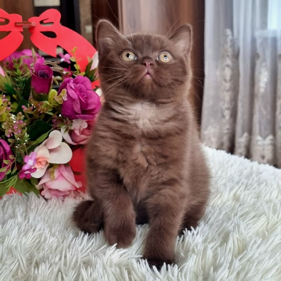 Rami British Shorthair male, chocolate
