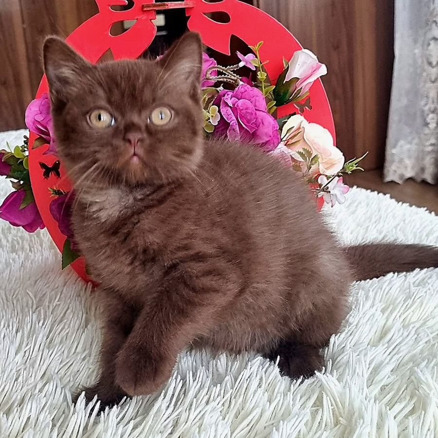 Rami British Shorthair male, chocolate