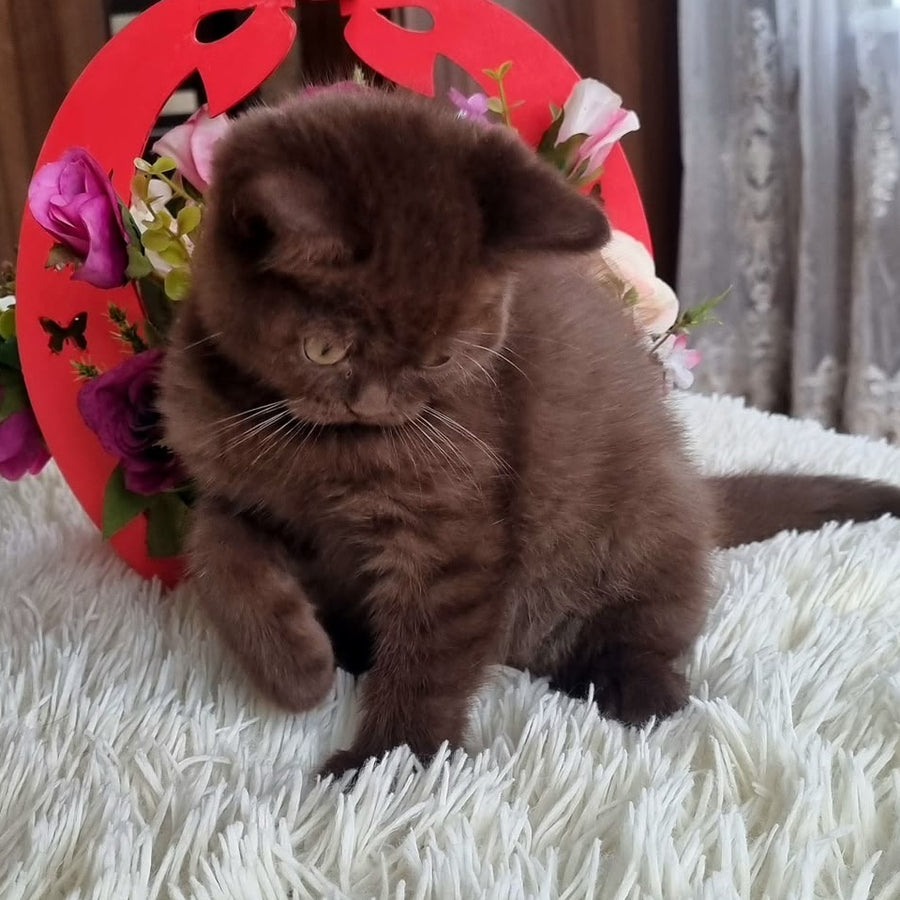 Rami British Shorthair male, chocolate