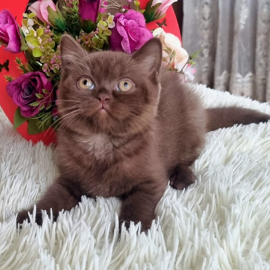 Rami British Shorthair male, chocolate